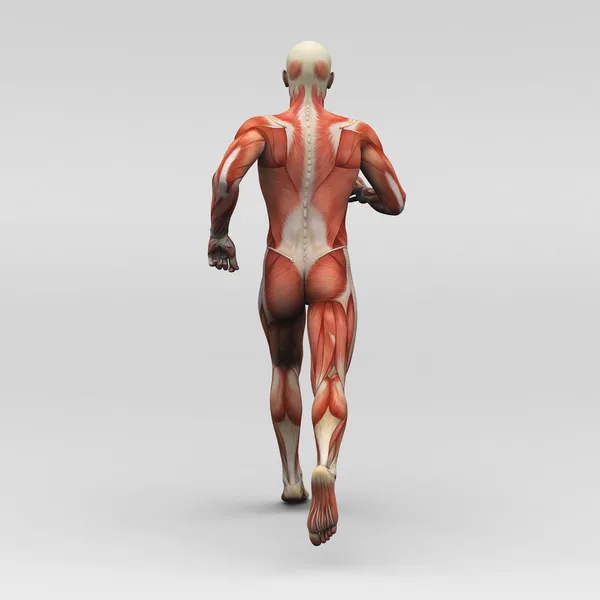 Férfi emberi anatómia és az izmok — Stock Fotó