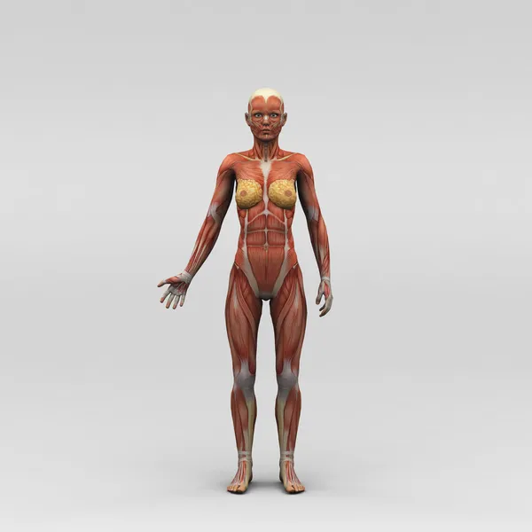 Female human anatomy and muscles — Stock Photo, Image