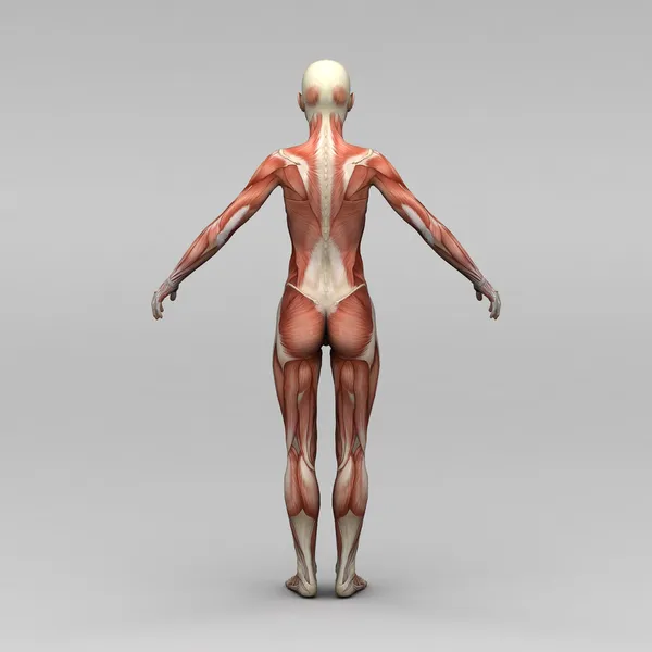 Dişi insan anatomisi ve kaslar — Stok fotoğraf