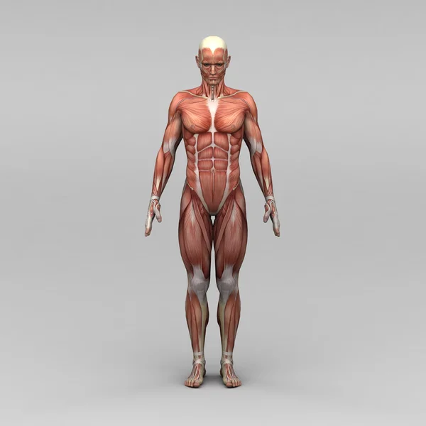 Anatomia umana maschile e muscoli — Foto Stock