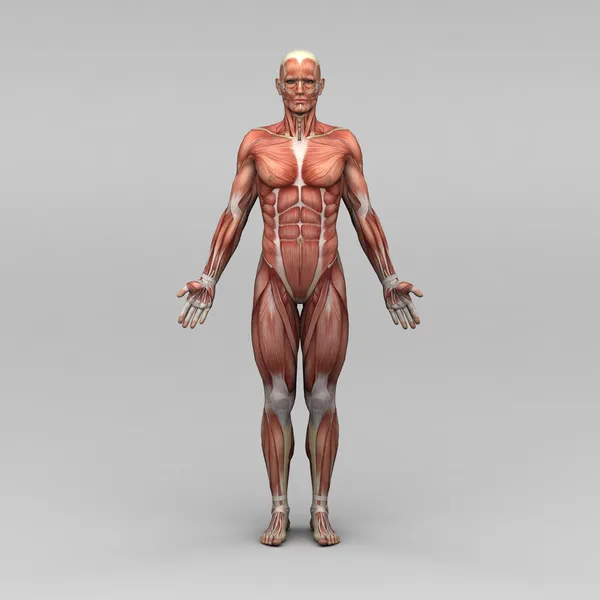 Мужская анатомия и мышцы — стоковое фото