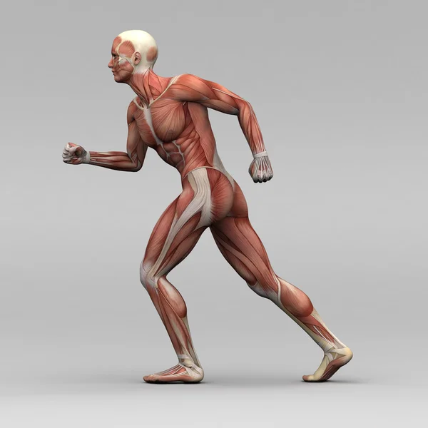 Männliche menschliche Anatomie und Muskeln — Stockfoto