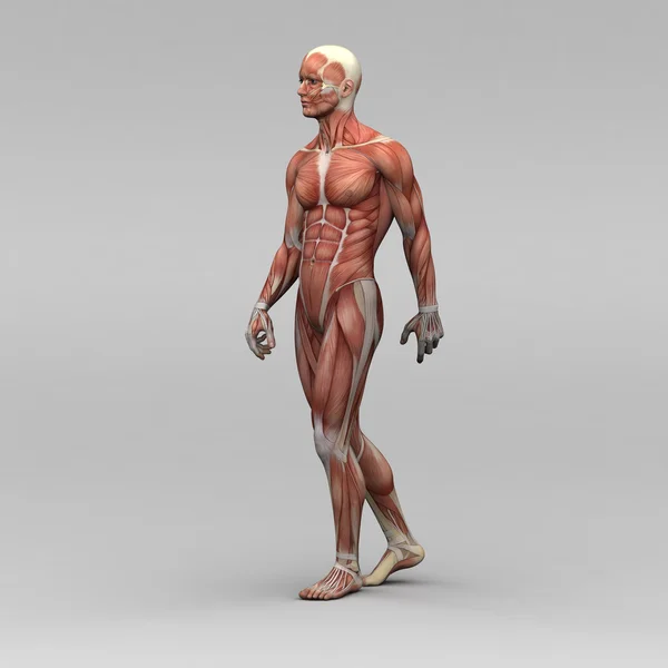 Männliche menschliche Anatomie und Muskeln — Stockfoto