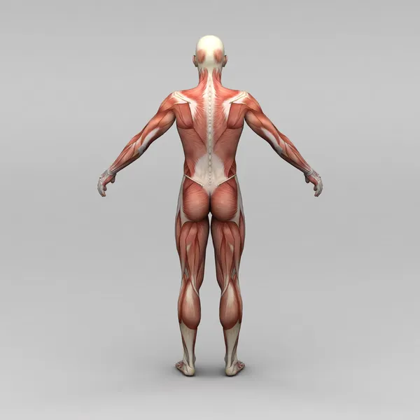 Male human anatomy and muscles — Stock Photo, Image