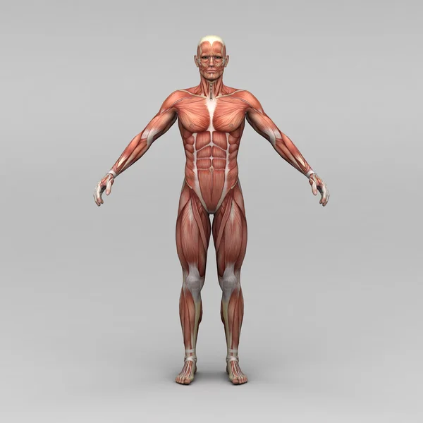 Male human anatomy and muscles — Stock Photo, Image