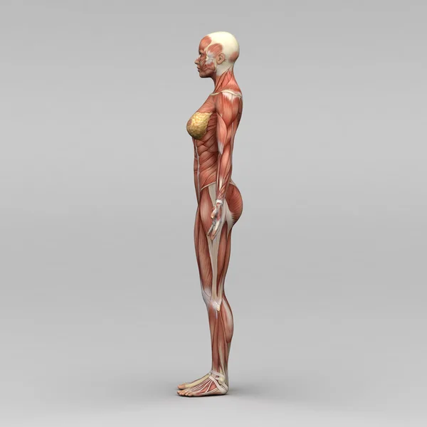 Female human anatomy and muscles Stock Photo by ©newartgraphics 19873679