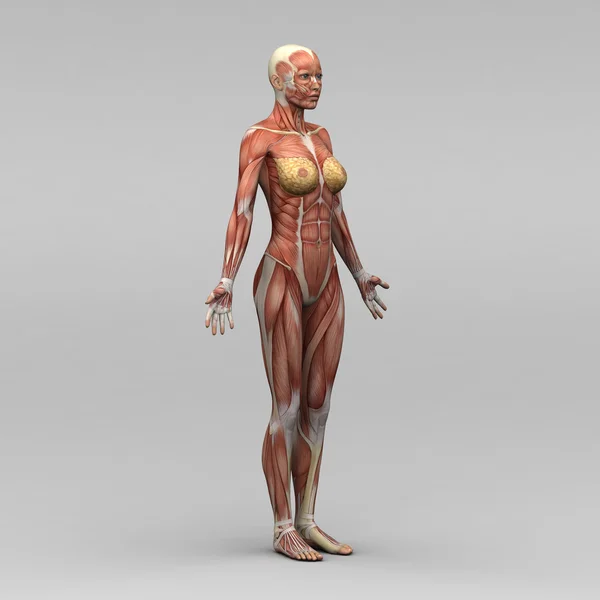 Anatomia umana femminile e muscoli — Foto Stock