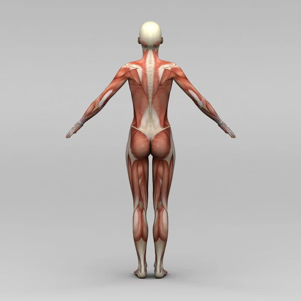 Female human anatomy and muscles — Stock Photo © newartgraphics 19873421