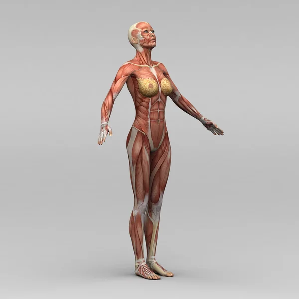 Anatomia humana feminina e músculos — Fotografia de Stock