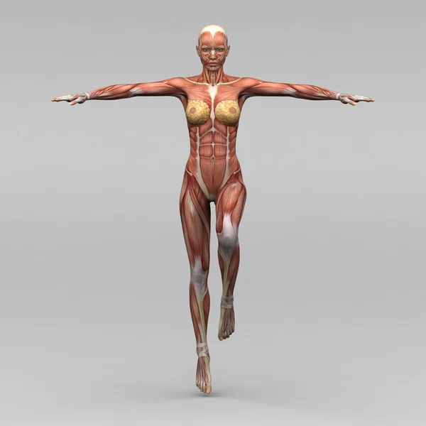 Anatomia umana femminile e muscoli — Foto Stock