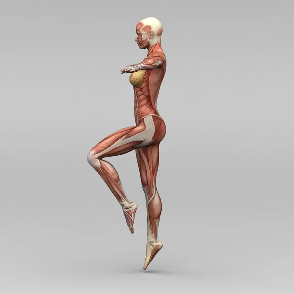 Female human anatomy and muscles Stock Photo by ©newartgraphics 19873607