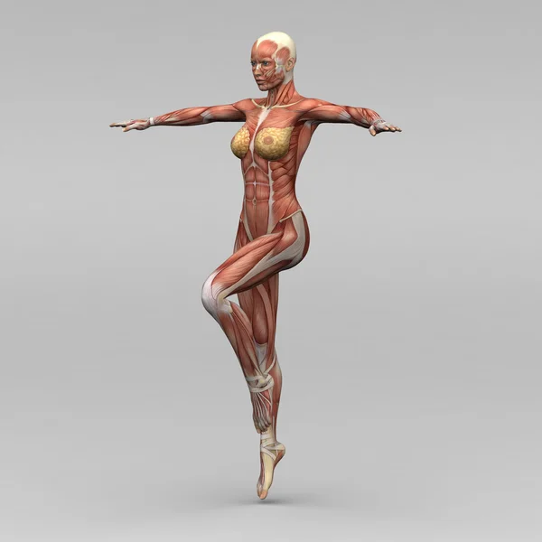 Vrouwelijke anatomie en spieren — Stockfoto