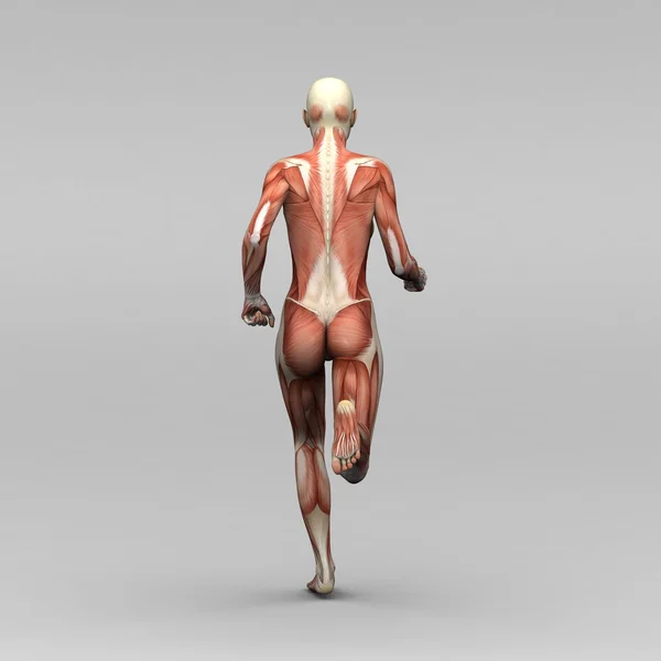 Anatomía y músculos humanos femeninos — Foto de Stock