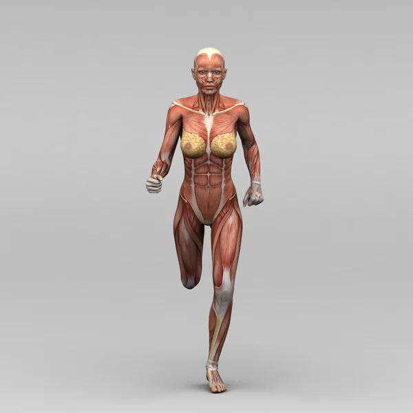 Anatomía y músculos humanos femeninos — Foto de Stock