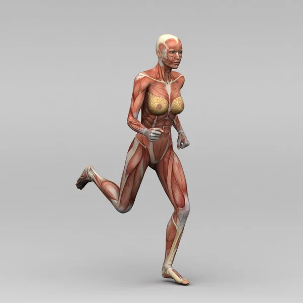 Female human anatomy and muscles Stock Photo by ©newartgraphics 19873393