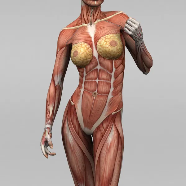 Female human anatomy and muscles Stock Photo by ©newartgraphics 19873679