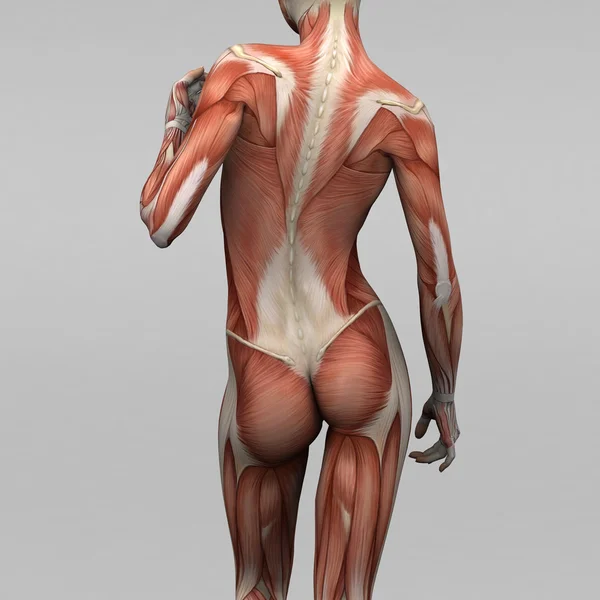 Dişi insan anatomisi ve kaslar — Stok fotoğraf