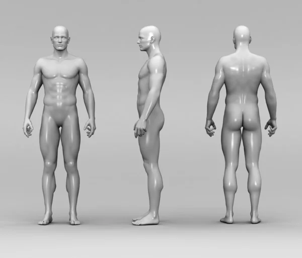 Anatomi manusia pria. — Stok Foto