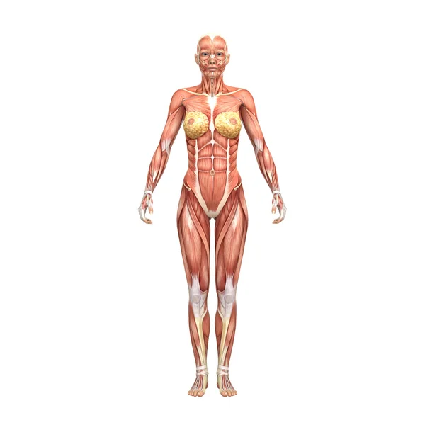 Anatomia feminina e músculos — Fotografia de Stock