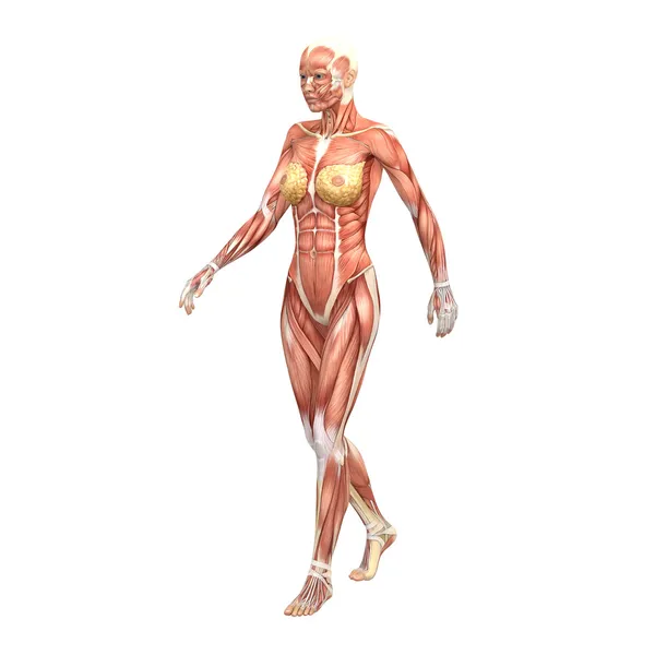 Anatomie et muscles féminins — Photo