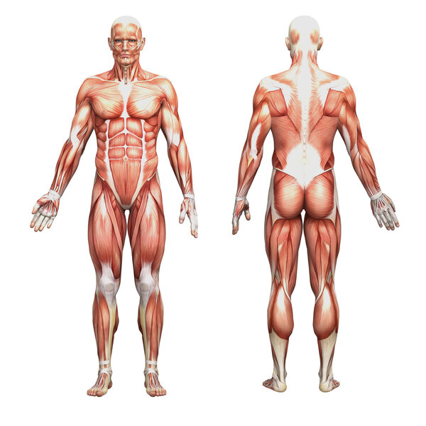 Male anatomy and muscles