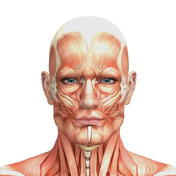 Erkek anatomisi ve kaslar — Stok fotoğraf