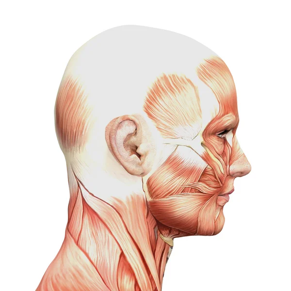 Erkek anatomisi ve kaslar — Stok fotoğraf