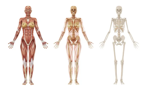 여성 인간의 근육과 골격 — 스톡 사진