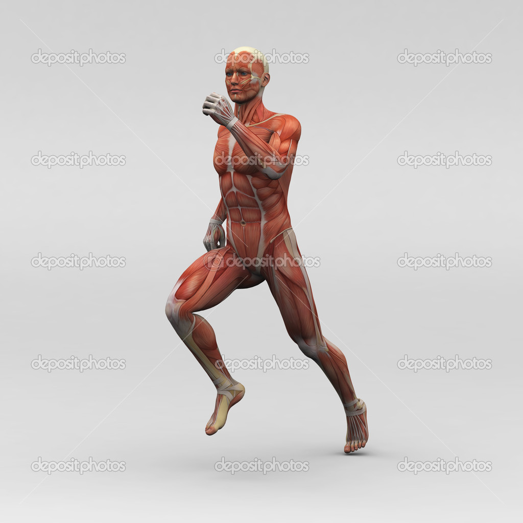 男性の人体解剖学 筋肉muzske Anatomii A Svaly Stock Fotografie C Newartgraphics
