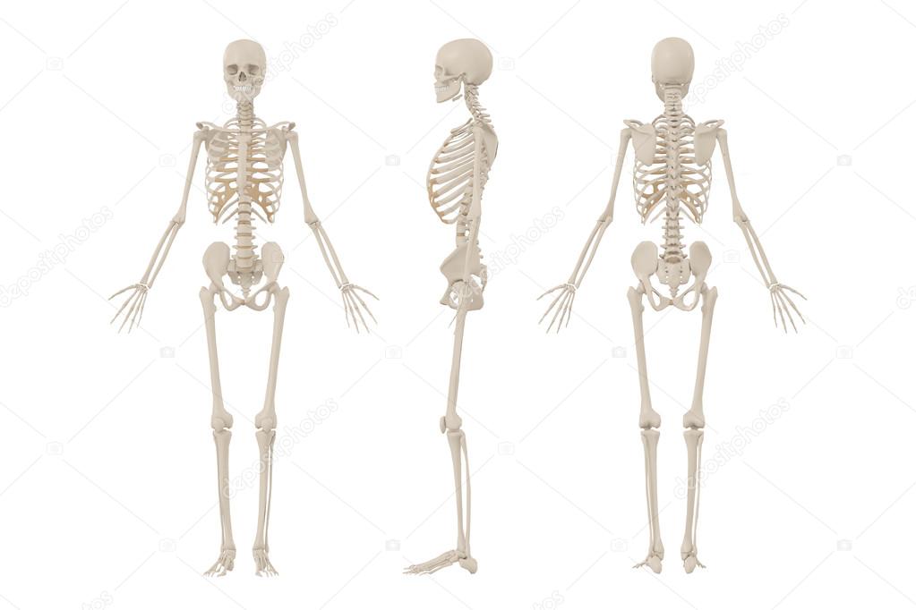 Human Skeleton Female Vs Male