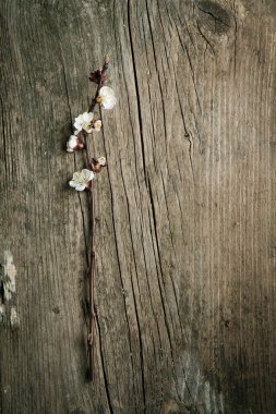 cherry Blossom Şubesi