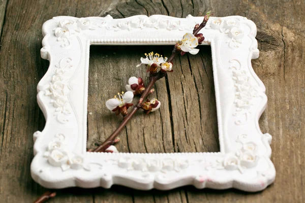 Blossom branch of cherry in border — Stock Photo, Image