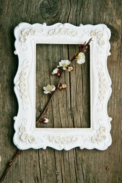 Blossom branch of cherry in border — Stock Photo, Image