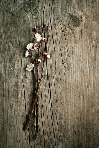 Rama de flor de cerezo — Foto de Stock