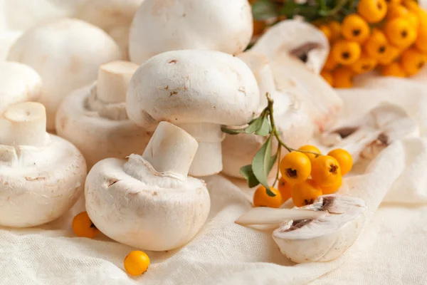 Champignon-Pilze — Stockfoto