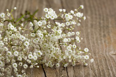 Gypsophila (Baby's breath demet)