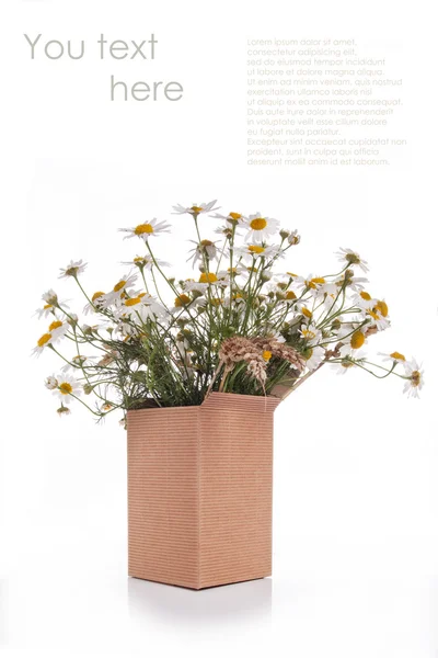 Bunch of daisies — Stock Photo, Image