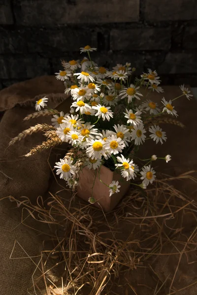 Bunch of daisies — Stock Photo, Image