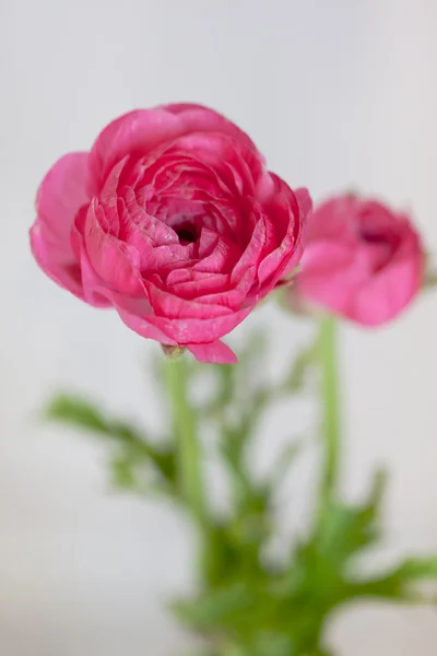 Tow pink ranunculus — Stock Photo, Image