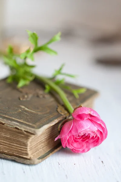 ロブスターの爪の詳細rosa blomma ranunculus på gammal bok — Stockfoto