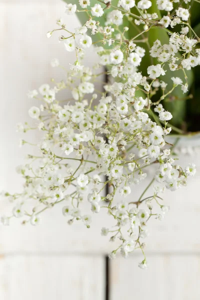 Bunch of Gypsophila (Baby's-breath) — Stock Photo, Image