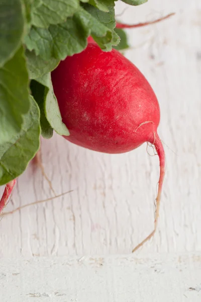 Fresh radish — Stock Photo, Image