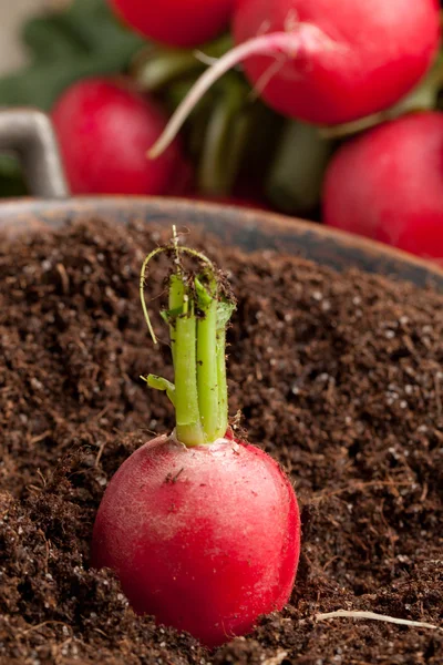 Fresh radish in soil — Stock Photo, Image