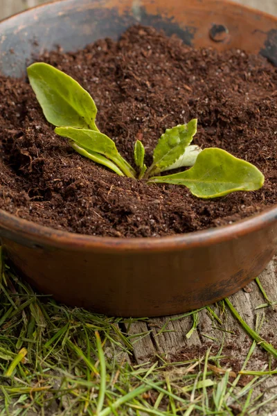 Young seedling growing in a soil — Stock Photo, Image