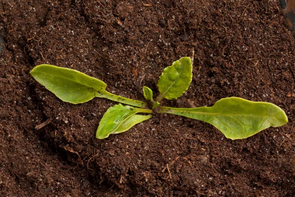 Sprout with soil — Stock Photo, Image