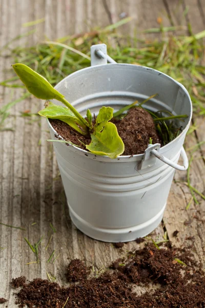 Sprout in soil — Stock Photo, Image