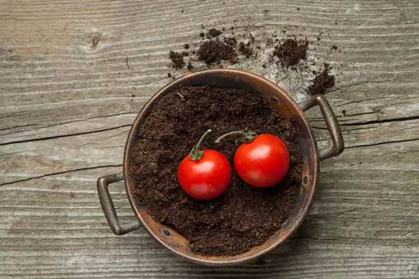 Tow cherry tomato on ground — Stock Photo, Image