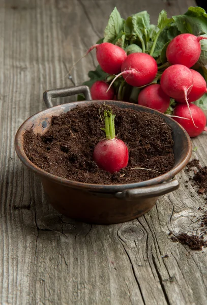 Fresh radishes and radish in soil — Stock Photo, Image