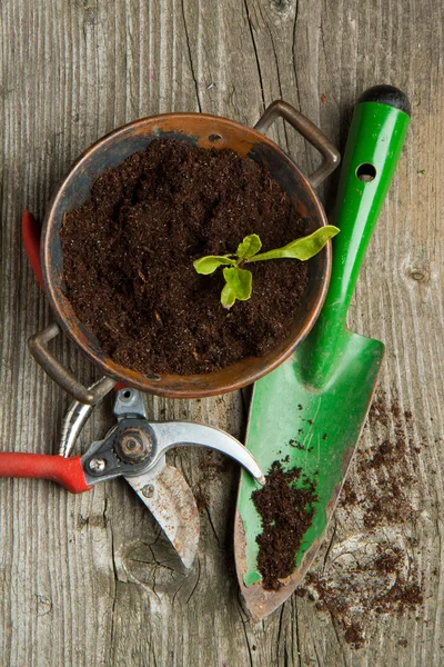 Sprout in soil with garden tools — Stock Photo, Image