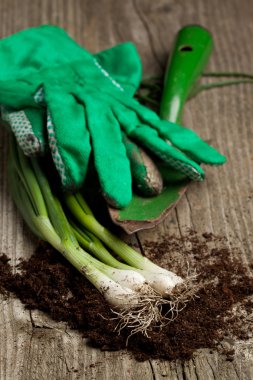 Demet taze yeşil soğan ile Bahçe aletleri